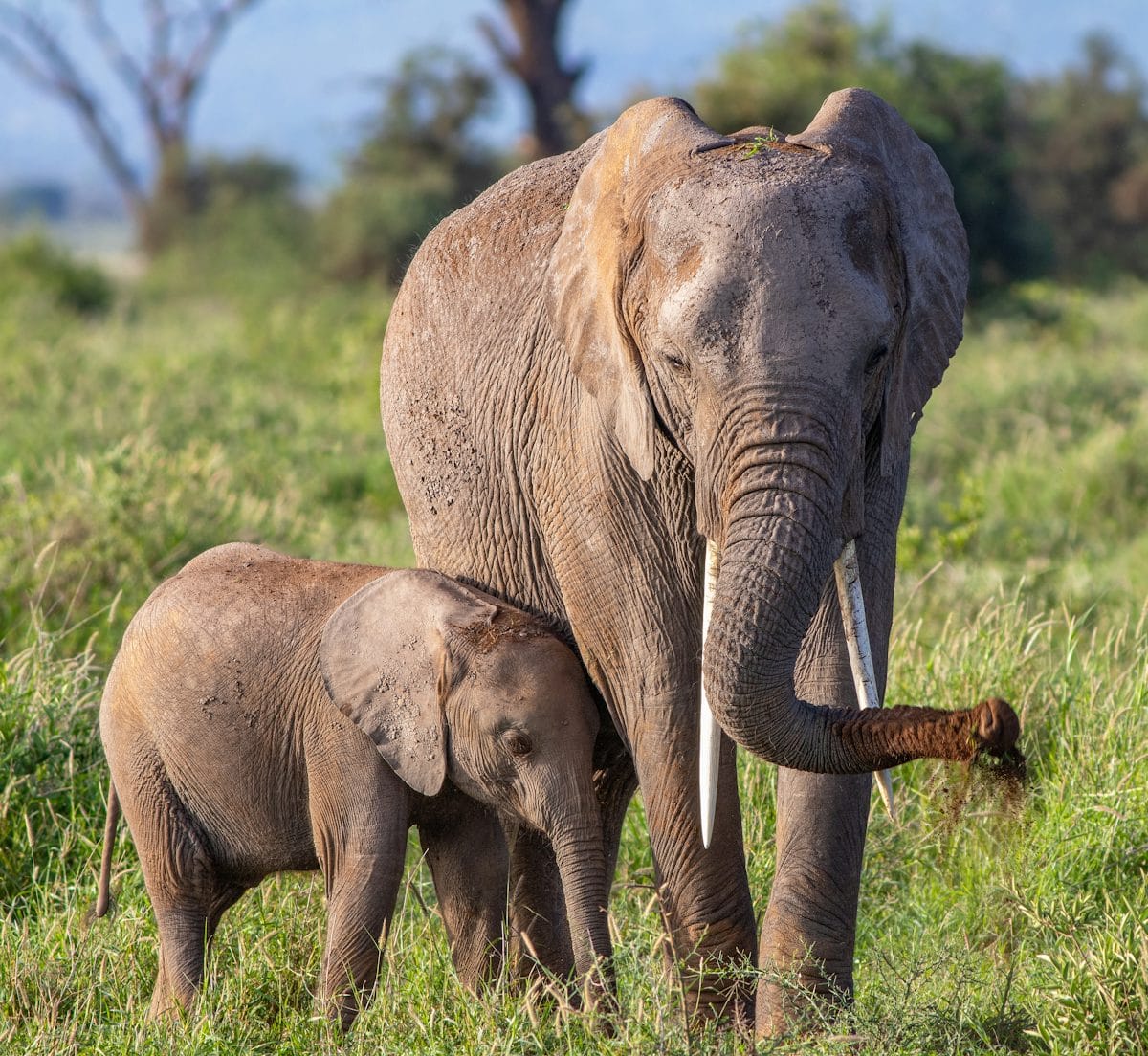 Best Time of the year To Visit Tanzania