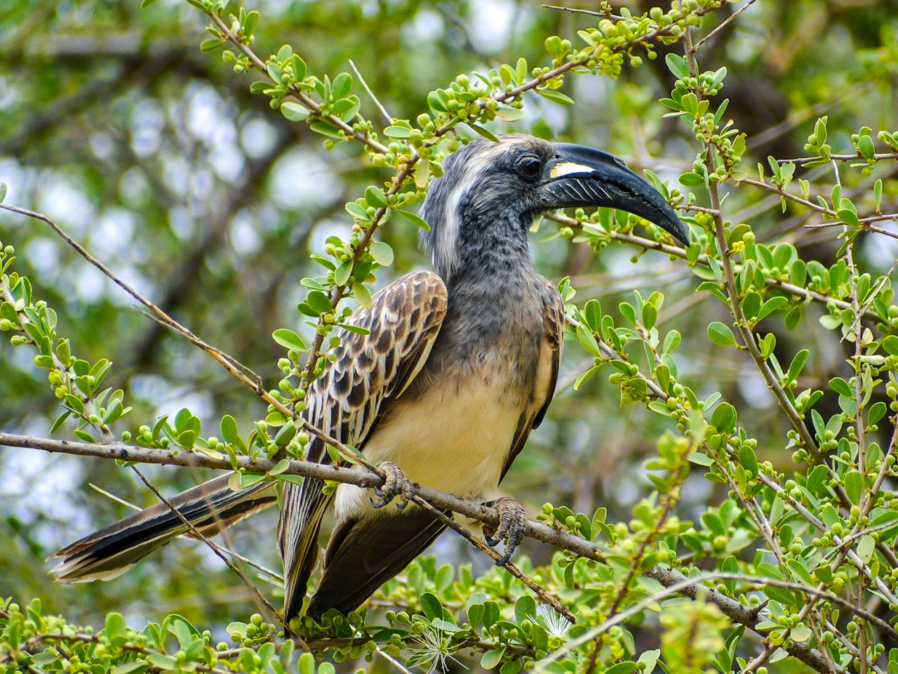 Birding-in-Tanzania