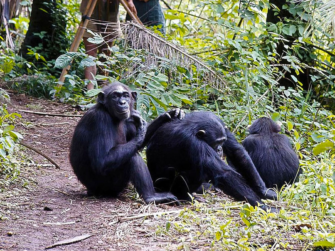 Chimpanzee-Trekking-Safari-in-Tanzania