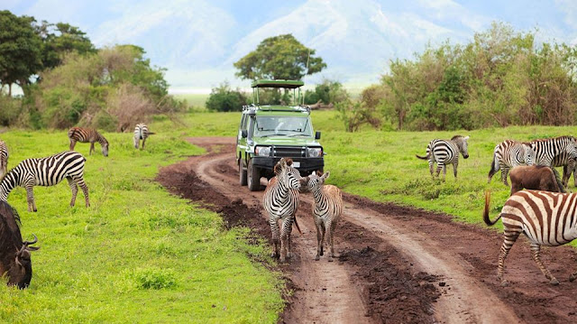 Tanzania Safari Tours