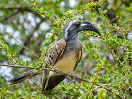 Tanzania Birding Tours