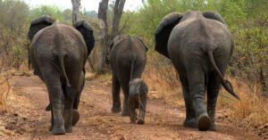 Tanzania Safari Tours