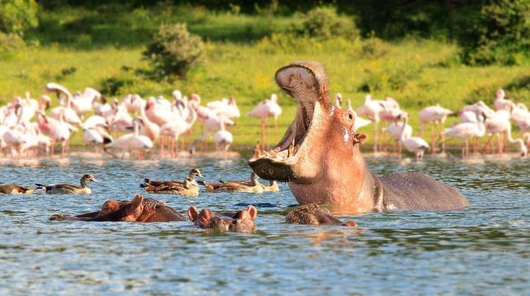 Birding Safari Tanzania