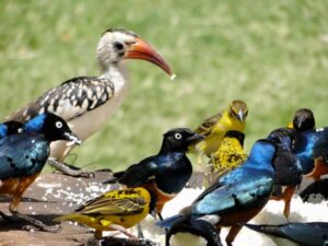 Birding Safari Tanzania