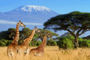 Golfing Packages Tanzania